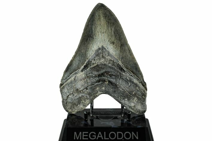 Huge, Fossil Megalodon Tooth - North Carolina #328412